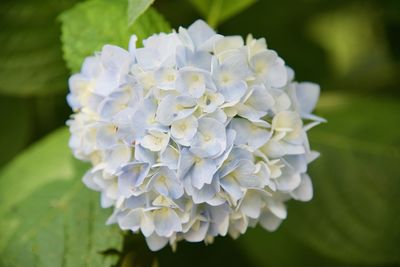 Close-up of white hydrangea flowers