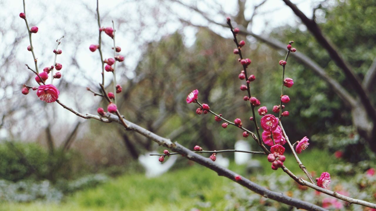 nature, growth, freshness, tree, beauty in nature, close-up, outdoors, focus on foreground, plant, pink color, no people, day, twig, food and drink, rose hip, rowanberry, flower, plum blossom, animal themes, berry, fragility, branch