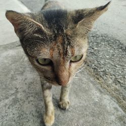 Close-up portrait of tabby cat