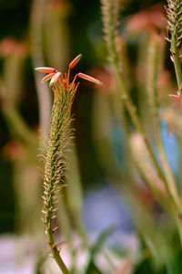 Close-up of insect on plant