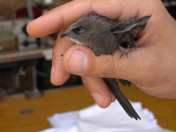 Cropped image of person holding swallow