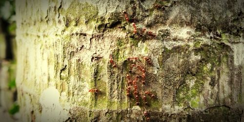 Close-up of plants growing on tree trunk