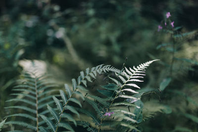 Close-up of fern leaves