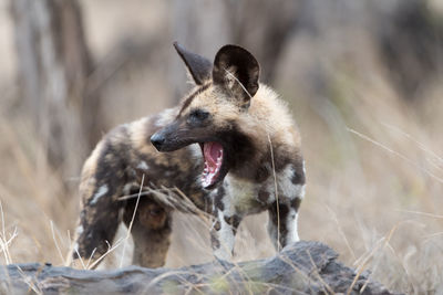 View of dog sticking out tongue on land