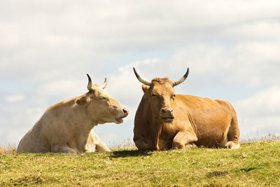 View of cows relaxing on grass