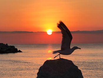 View of bird on rock at sunset