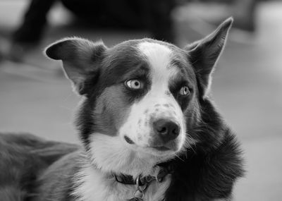 Close-up portrait of dog