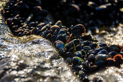 Close-up of pebbles on rock