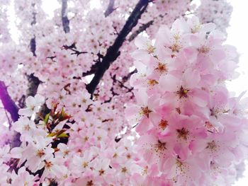 Low angle view of pink flowers blooming on tree