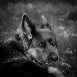 one animal
