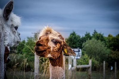 Close-up of an animal