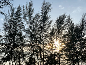 Low angle view of trees against sky during sunset