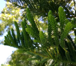 Close-up of leaves growing on plant 