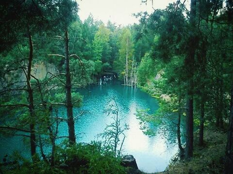 tree, water, tranquility, tranquil scene, scenics, beauty in nature, forest, reflection, nature, green color, growth, lake, lush foliage, river, idyllic, non-urban scene, branch, day, green, outdoors