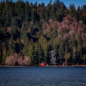 Scenic view of lake amidst trees in forest