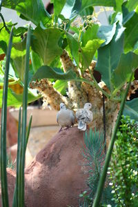 Close-up of birds perching on plant