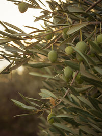 Close-up of fruit growing on tree