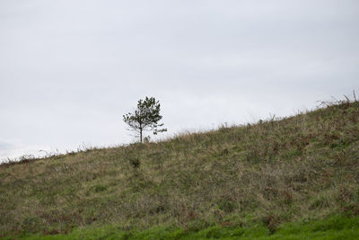 Green hill with single tree