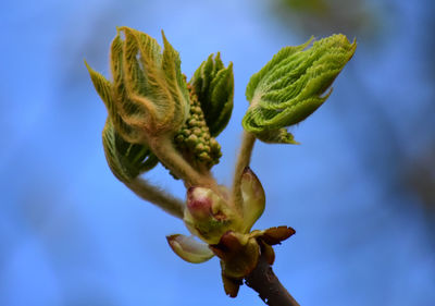 Close-up of flowering plant against blue sky