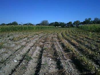 Scenic view of field against clear sky