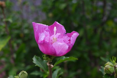 Close-up of pink rose flower