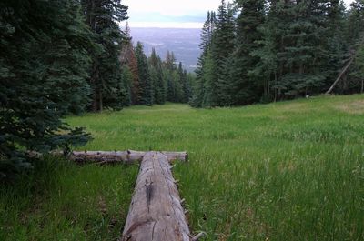 Trees on field in forest