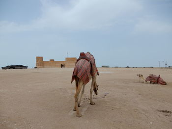 Dromedary standing in front of a fortress near doha in qatar. 