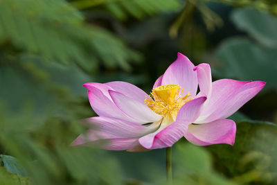 Close-up of pink water lily