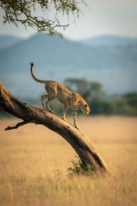 Cheetah standing on tree trunk