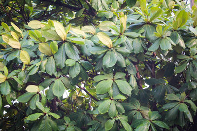 Full frame shot of fruit growing on tree