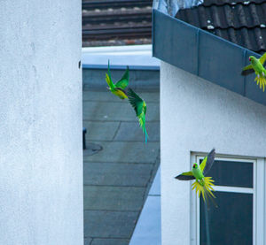 Potted plant against wall