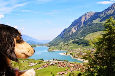 View of a dog looking at lake