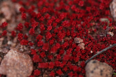 Close-up of red flowers