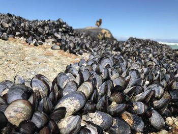Close-up of clams on noordhoek beach against sky