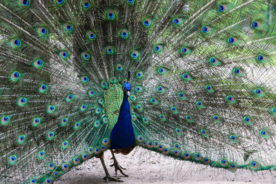 Close-up of peacock feathers