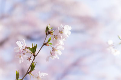 Close-up of white flowers on branch