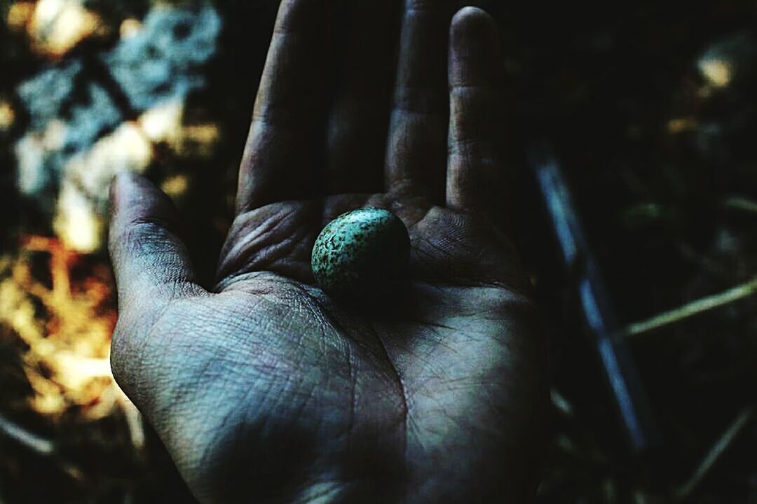 CLOSE-UP OF HUMAN HAND HOLDING LEAF IN CONTAINER