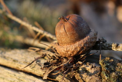 Close-up of crab on dry leaf