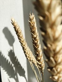 Close-up of stalks in wheat