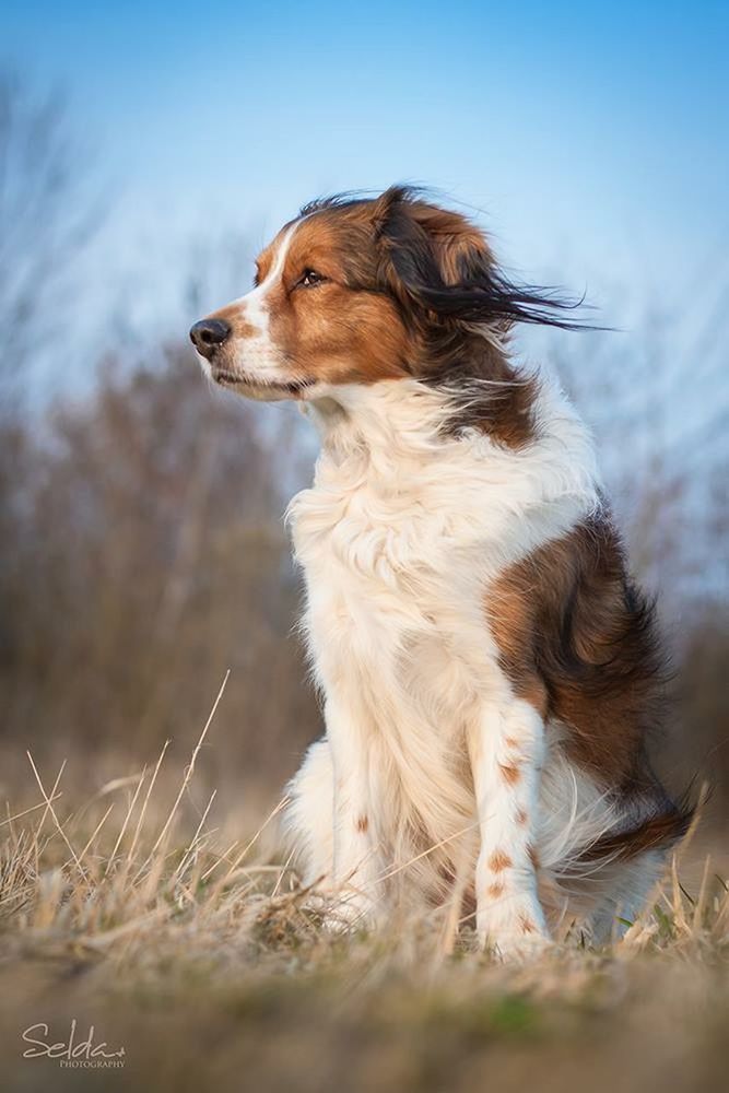 animal themes, domestic animals, one animal, mammal, pets, dog, field, grass, sky, looking away, focus on foreground, animal hair, pet collar, nature, day, close-up, outdoors, no people, animal head, side view