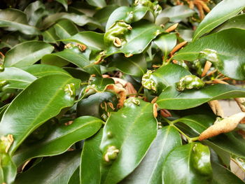Close-up of insect on leaves