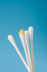 Close-up of cotton swabs against blue background