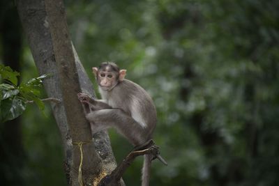 Monkey sitting on tree in forest