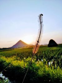 Close-up of plant on land against sky during sunset