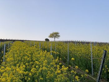 Yellow flowers growing on field against clear sky