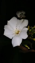 Close-up of white flower against black background