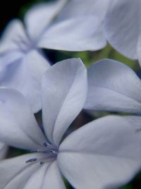 Close-up of flower