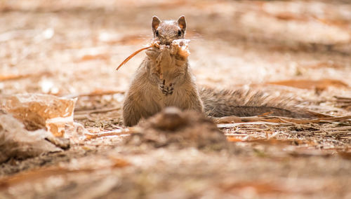 Close-up of squirrel on field