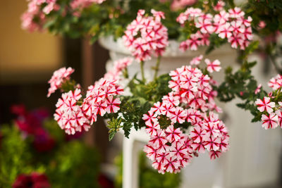 Close-up of pink flowering plants