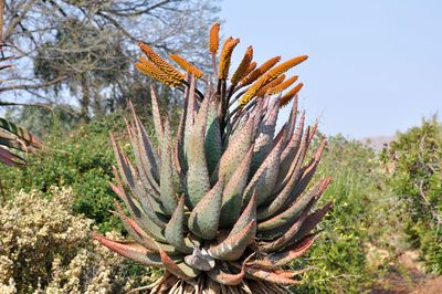 Low angle view of fresh cactus plants against sky